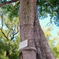 マツバボタン,マツバボタン,クスノキ,ムクノキ,ムクノキの画像