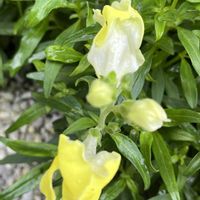 金魚草,地植え,花のある暮らし,綺麗,綺麗な色の画像