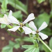 ルッコラ,地植え,花のある暮らし,綺麗,綺麗な色の画像