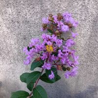 アゲラタムの画像