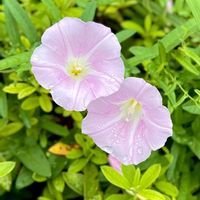 ヒルガオ,癒し,雨上がり,水滴,素敵な出会いの画像