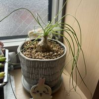 アルブカ　フミリス,アルブカ　フミリス,アルブカフミリス,アルブカフミリス,塊根植物の画像