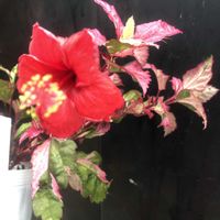 斑入りハイビスカス,ネコ好き,花のある暮らし,植中毒,雑貨好きの画像