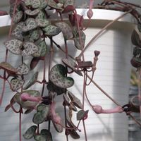 ハートカズラ,ハートカズラ,花のある暮らし,我が家の多肉,我が家のお花の画像