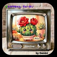 サボテン,緋花玉,ダイソー,植物男子ベランダー,さぼてんの画像