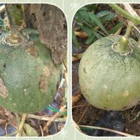 メロン,種から,無農薬栽培,SDGs,家庭菜園の画像