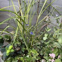 寄せ植え,ガーデニング,プランター,今日の一枚,花のある暮らしの画像
