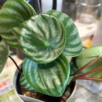 エキナセア,カランコエ,紫陽花,黄花コスモス,ベランダの画像