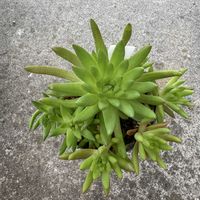 ツメレンゲ,爪蓮華,イワレンゲ属,多肉植物,無人販売所の画像