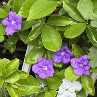 サンタンカ,チェリーセージ,ニオイバンマツリ,大実ゴーテリア,PRの画像