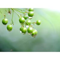 ナンテン,水滴,広い庭の画像