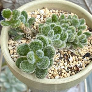 ヒントニー,多肉植物,自作リメ鉢,埼玉タニラー,モフモフ大好きの画像