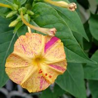 オシロイバナ,白粉花,植え込み,健康キープ,散策さんぽの画像