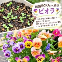 ビオラ,タネまき,川越ROKAの画像