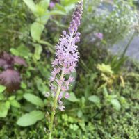 ツルボ,山野草,初めての花♡,放置栽培,神奈川県の画像