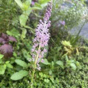 ツルボ,山野草,初めての花♡,放置栽培,神奈川県の画像