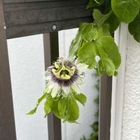 パッションフルーツ,テラスの画像