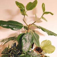 フィカス・アルテシマ,観葉植物,成長記録,記録用,剪定後の画像