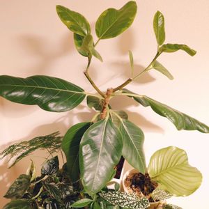フィカス・アルテシマ,観葉植物,成長記録,記録用,剪定後の画像