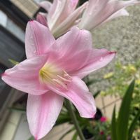 アマリリス,鉢植え,球根,暑い夏,寒冷地の画像