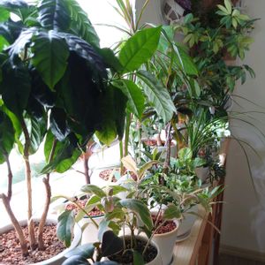 観葉植物いろいろ,観葉植物,成長記録,お気に入り♡,壁掛けの画像
