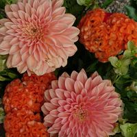 クルクマ,ケイトウ,シオン,ススキ,ダリアの画像