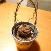 亀甲竜,成長記録,お気に入り♡,記録用,賃貸の画像