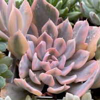 リベリア錦,多肉植物,エケベリア属,多肉中毒,タニラーの画像