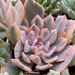 リベリア錦,多肉植物,エケベリア属,多肉中毒,タニラーの画像