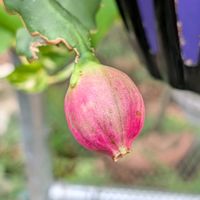 ドラゴンフルーツ,公園散歩,今日のお散歩,歩くの大好き♡の画像