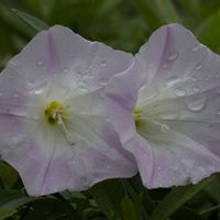ヒルガオ,山野草の画像