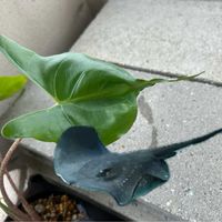 アロカシア,観葉植物,サトイモ 科,アロカシア属,アロカシア・スティングレイの画像