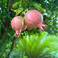 ザクロ,ミソハギ科,小さな庭の画像