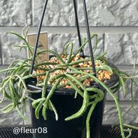 リプサリス,観葉植物,植物のある暮らし,#ガーデニングの画像