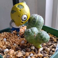 オベサ,オベサ,亀甲竜,ユーフォルビア,サボテン科の画像