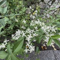センニンソウ,マツ,モミジ,百日紅（サルスベリ),もみじの画像