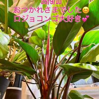 パキラ,フィロデンドロン,フィロデンドロン ロジョコンゴ,フィロデンドロンロジョコンゴ,ワイルドの画像
