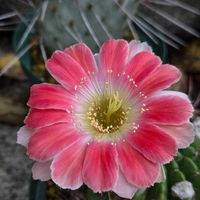 サボテン,花サボテン,多肉植物,サボテンの花,花のある暮らしの画像