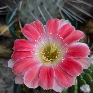 サボテン,花サボテン,多肉植物,サボテンの花,花のある暮らしの画像