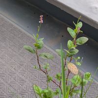 アイ,水辺の植物,ベランダの画像