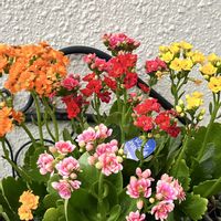 カランコエ,カランコエ,鉢植え,ネコ好き,花のある暮らしの画像