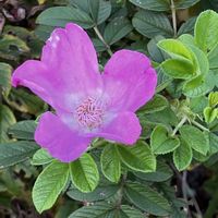 ハマナス,ハマナス,しじみ蝶,しじみ蝶,花に癒されての画像