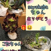 アジュガ,サボテン,バーベナ,黒法師,カシミアバイオレットの画像