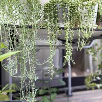 アーモンドネックレス,エンジェルティアーズ,ドルフィンネックレス,多肉植物,垂れ下がる植物の画像