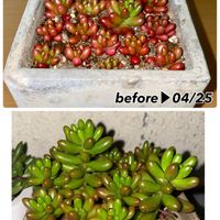 セダム,虹の玉,虹の玉,多肉植物,植物との暮らしの画像