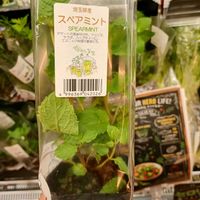 スペアミント,ハーブ,家庭菜園,ベランダの画像