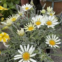 ガザニア,花のある暮らし,われら17年組,乙女色クラブ,ゆりうすの勝手に育児日記の画像