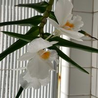 カトレアの画像