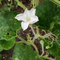 ヒョウタン,ヒョウタン,瓢箪,雌雄同株,ウリ科ユウガオ属の画像