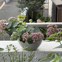 ニオイバンマツリ,ミセバヤ,玄関先の画像